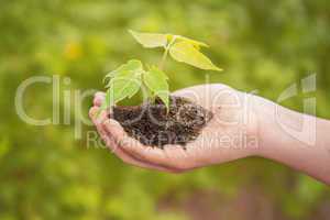 Boy hand holding young plant