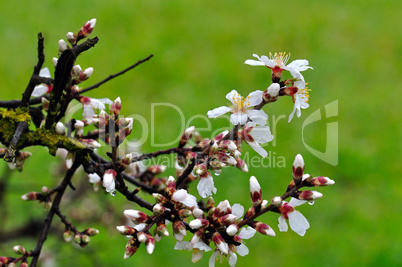 almond buds and flowers after the rain