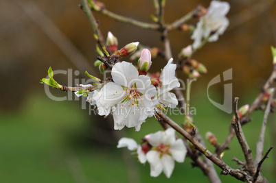 almond buds and flowers spring nature