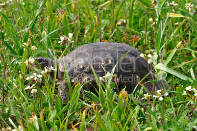 turtle among blooming flowers