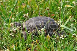 turtle among blooming flowers