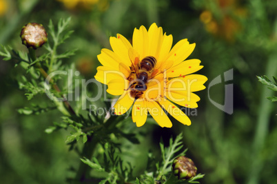 bee on wildflower