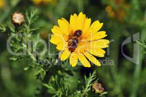 bee on wildflower