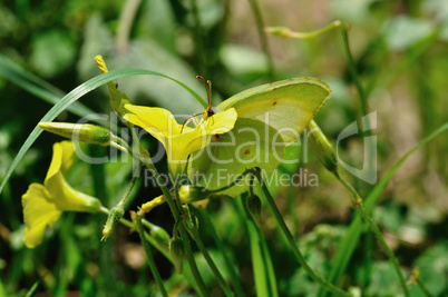 butterfly on blooming flower