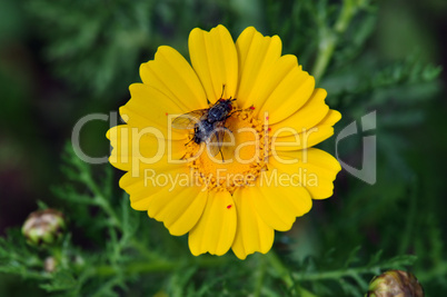 fly on yellow flower