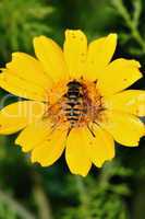 bee wings with pollen grains