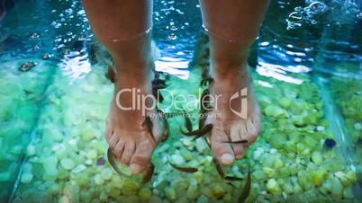 feet spa treatment with fish