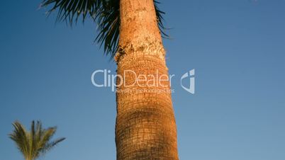 Palm tree on a windy day