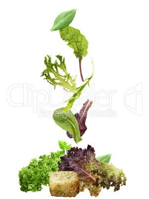 salad leaves collection