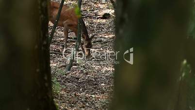 Young red deer