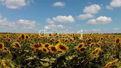 Sunflowers and Fast Clouds
