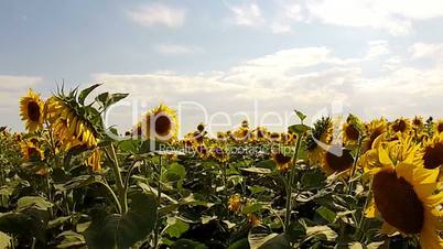Walk in the Field of Sunflowers
