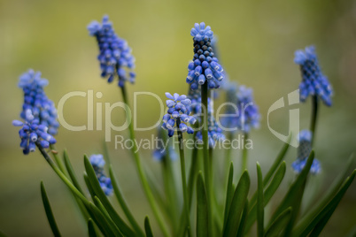 Nahaufnahme einer blauen Traubenhyazinthe/Perlblume