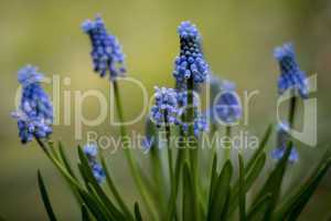 Nahaufnahme einer blauen Traubenhyazinthe/Perlblume