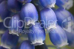 Detaillierte Aufnahme einzelner blauer Blüten einer Traubenhyazinthe / Perlblume