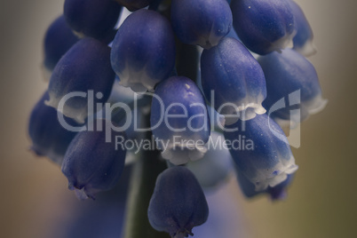 Nahaufnahme einzelner blauer Blüten einer Traubenhyazinthe/Perlblume