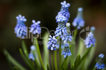 hellblaue traubenhyazinthe / perlblume