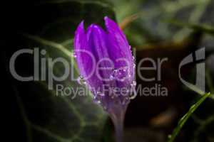 Regentropfen an lila blühender Krokusblüte