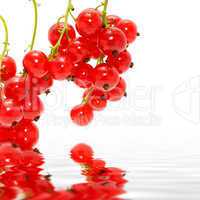 red currant