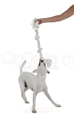 jack russell terrier playing with biting rope by female hand