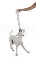jack russell terrier playing with biting rope by female hand