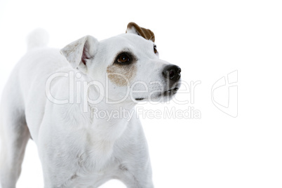 jack russell terrier looking to the right side