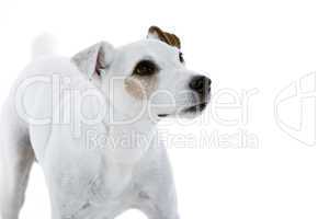 jack russell terrier looking to the right side