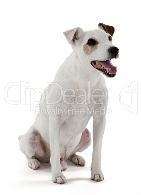 Jack Russell Terrier sitting
