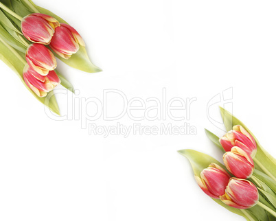 Tulips in yellow and red