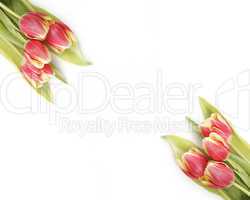 Tulips in yellow and red