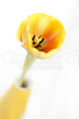 Yellow tulip in a vase