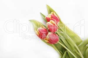 Tulip in yellow and red