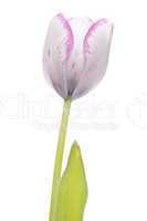 White and violet tulip