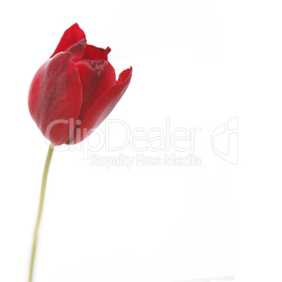Tulip in red