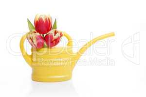 Yellow watering can with tulips