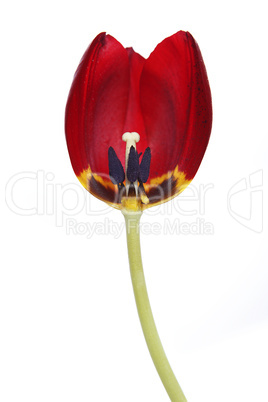 Cross-section of a red tulip