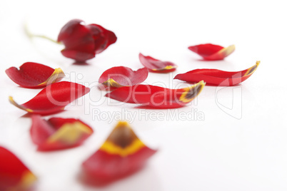 Red tulip with loose petals