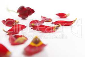 Red tulip with loose petals