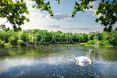 Swan on the river