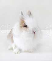 rabbit with white fur