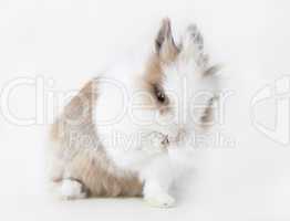 brown white rabbit