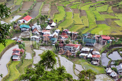 rice fields in philippines