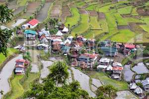 rice fields in philippines