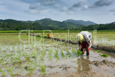 man planting rice