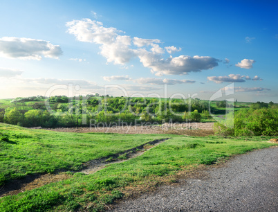 Road and forest