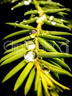 Wassertropfen auf Zweig