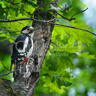 woodpecker with insect in its beak