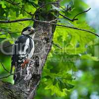 woodpecker with insect in its beak