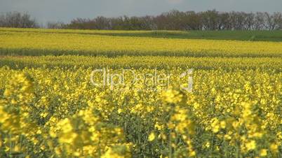 Yellow rape blossoms in the wind 03