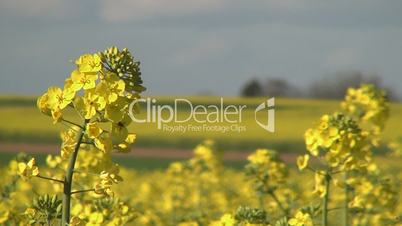 Yellow rape blossoms in the wind 01